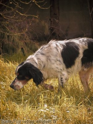 Setter Anglais PRINCE DE SANDIE LANDES Setter Anglais PRINCE DE SANDIE LANDES